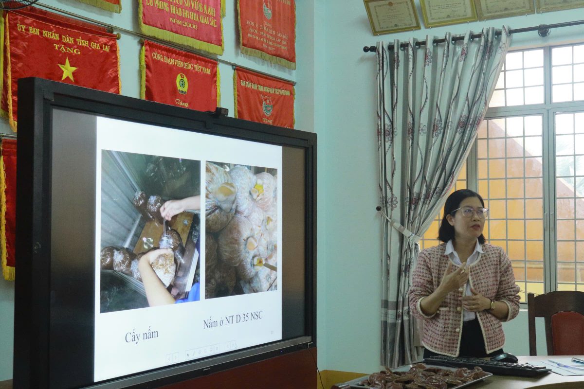 Trường Cao Đẳng Gia Lai